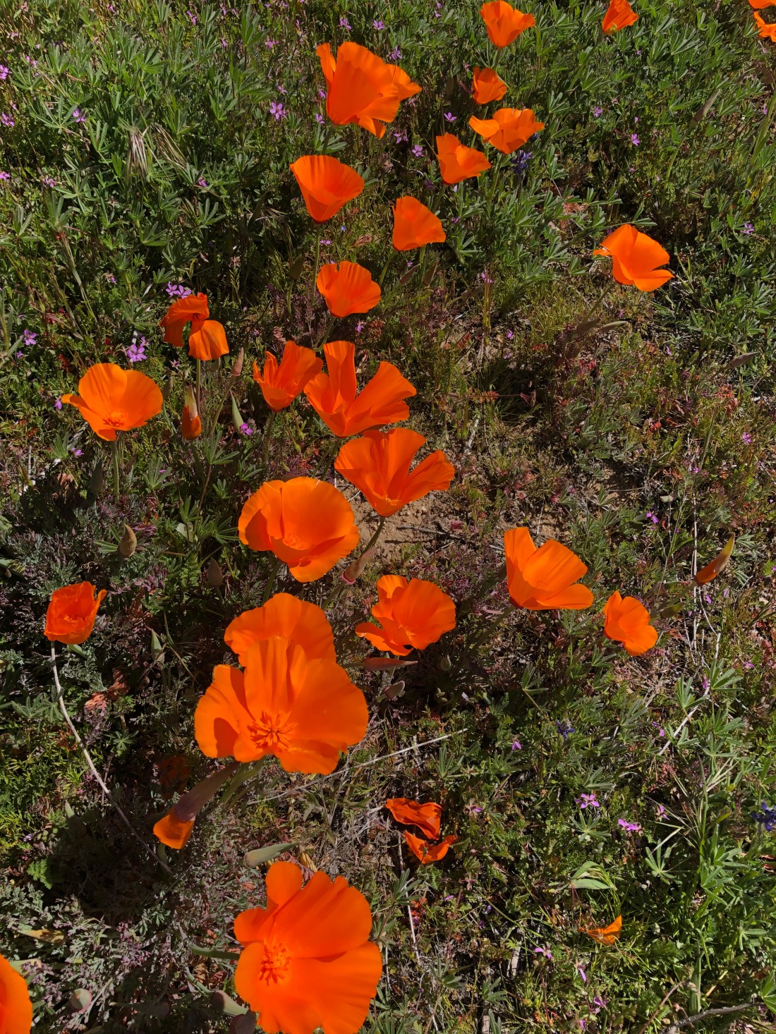 9AF65770-5E0B-4B7D-BAEE-E04189F26BA0