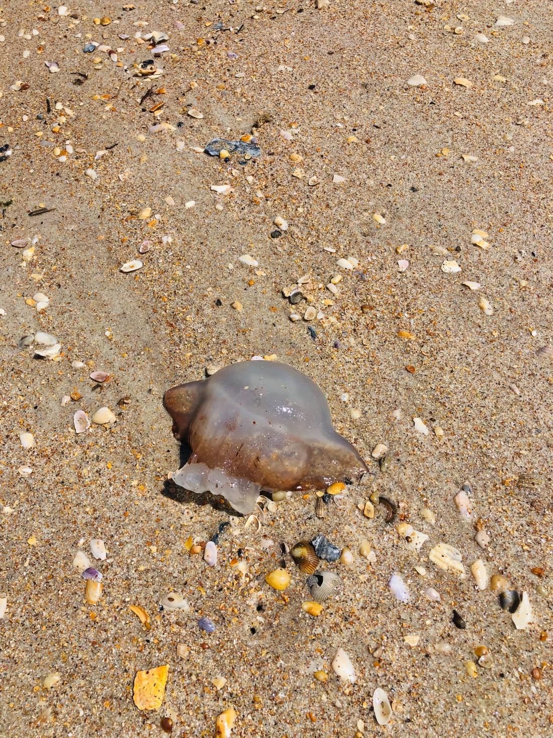 41AC9E88-6670-4D8B-B57D-B62717964E37