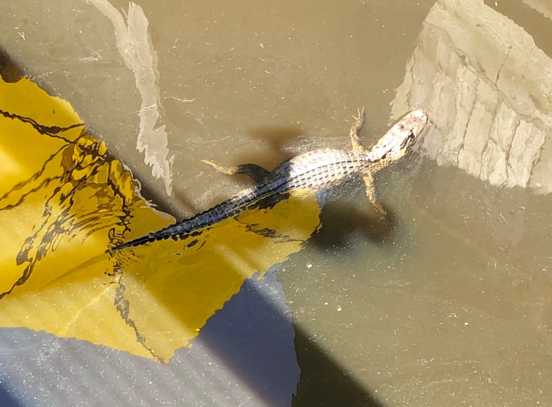 6161A796-6A81-49C2-AC96-90FF52C0650A